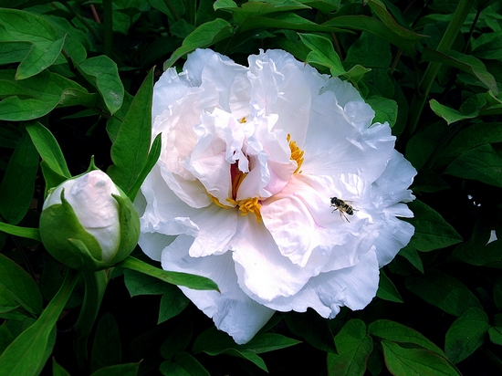 dscn52700.jpg