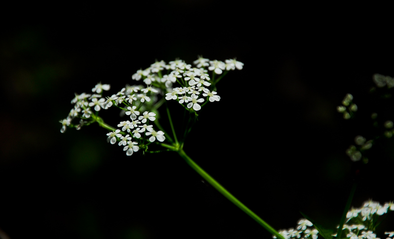 dsc_0063-1.jpg