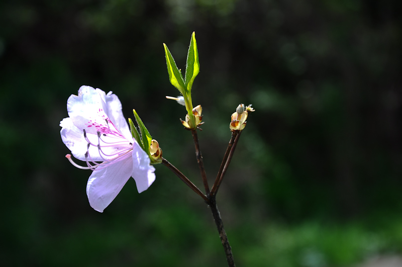 dsc_0085-1.jpg