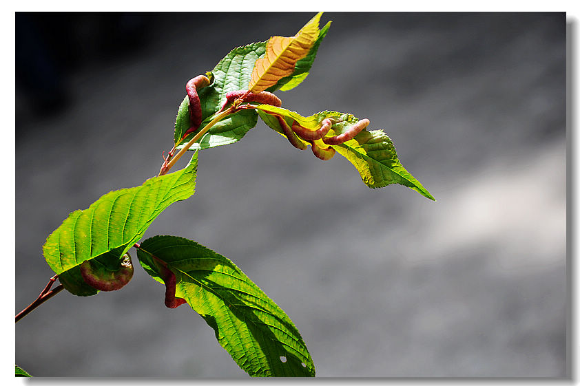 dsc_0086_neo_img.jpg
