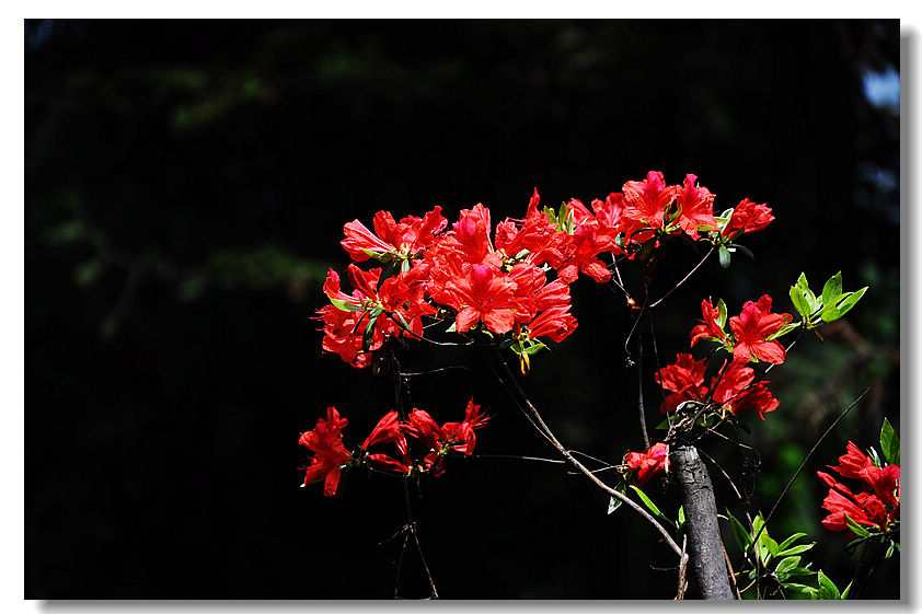 dsc_0075_neo_img.jpg