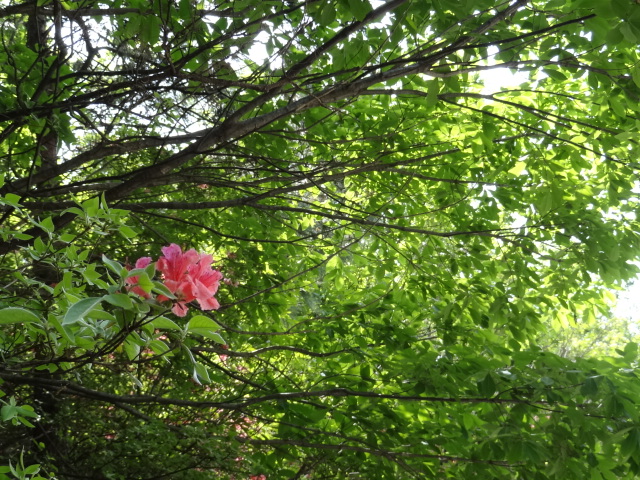 dsc01040.jpg