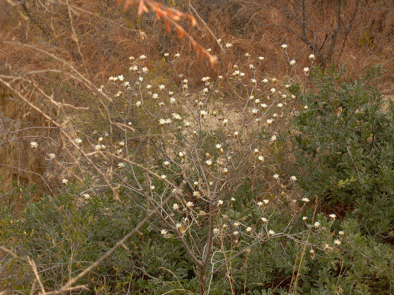 dscn0732.jpg