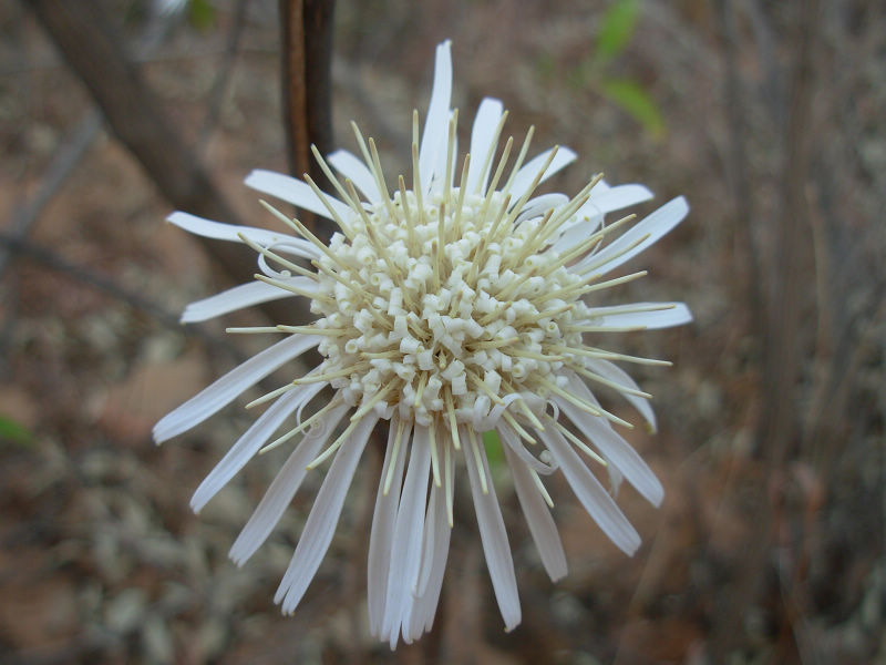 dscn0727.jpg