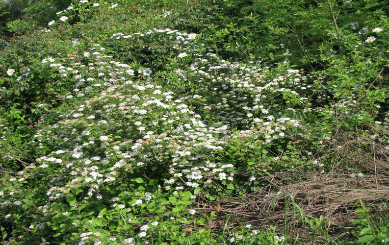 img_3912_СС.jpg