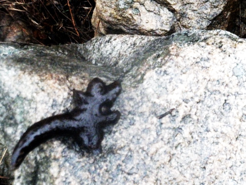 dscf0156.jpg