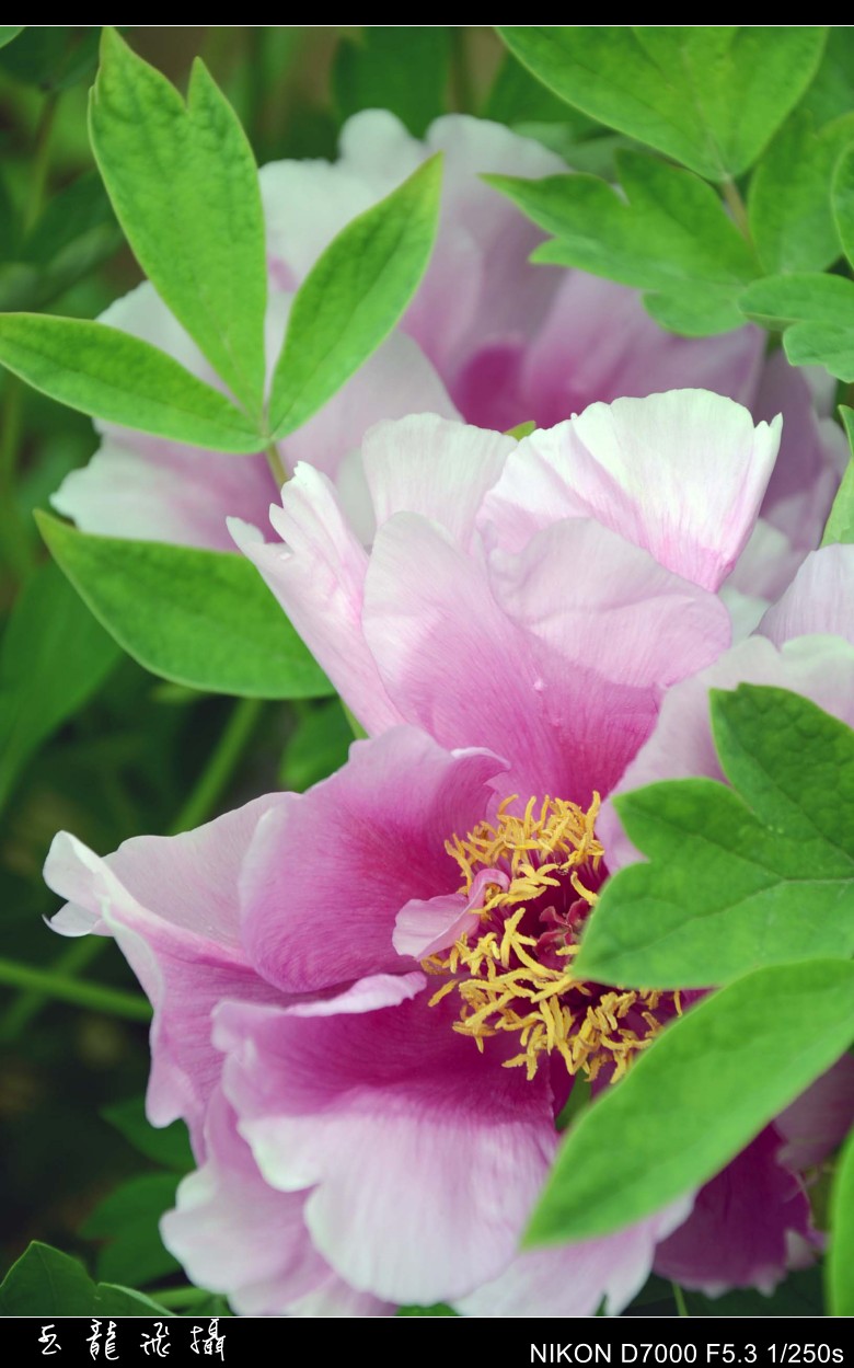 dsc_8224_conew1.jpg