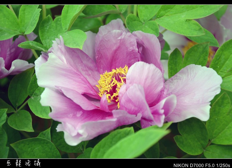 dsc_8243_conew1.jpg