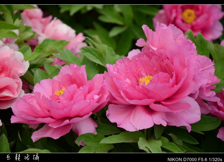dsc_8194_conew1.jpg