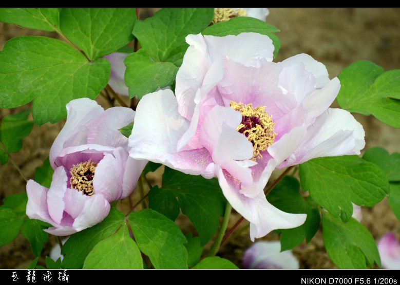 dsc_8291_conew1.jpg