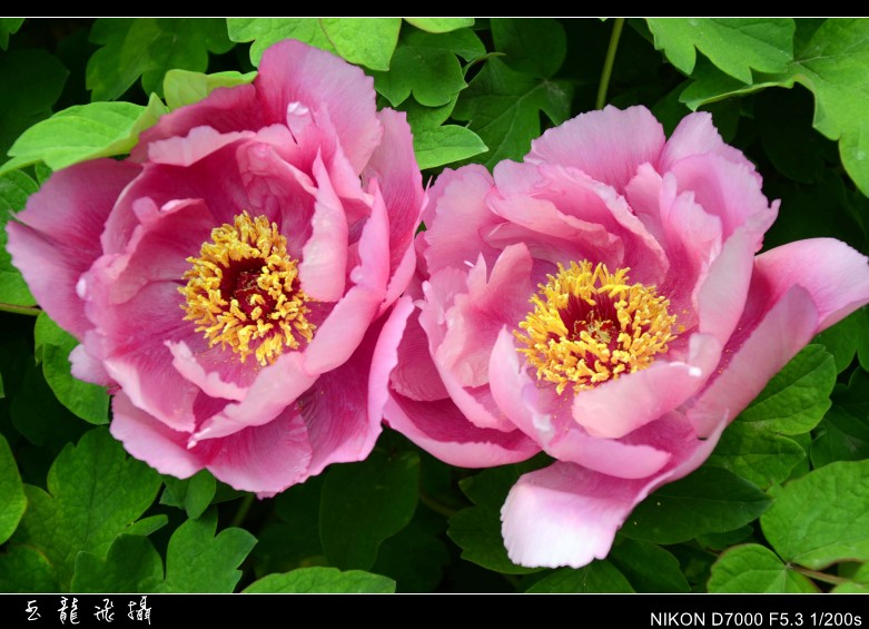 dsc_8283_conew1.jpg