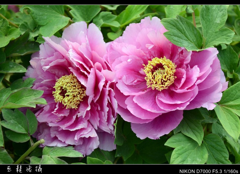 dsc_8663_conew1.jpg