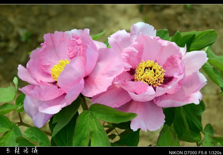 dsc_8641_conew1.jpg