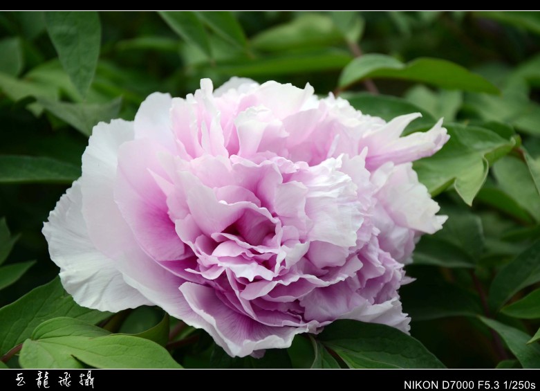 dsc_8684_conew1.jpg