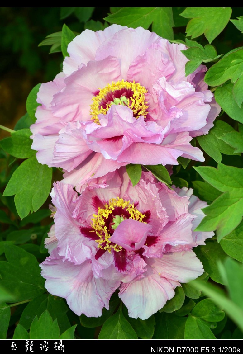 dsc_8695_conew1.jpg