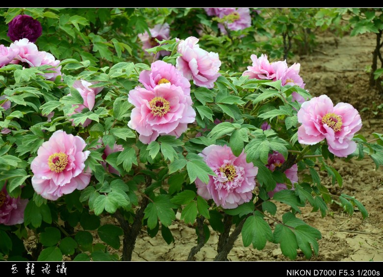 dsc_8760_conew1.jpg