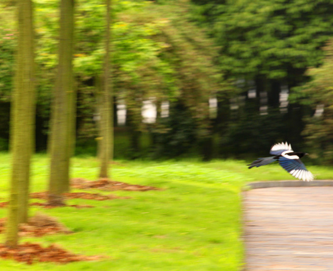 201204295.jpg
