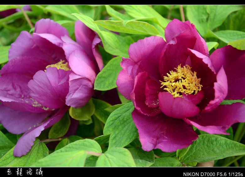 dsc_8771_conew1.jpg