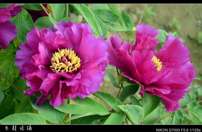 dsc_8777_conew1.jpg