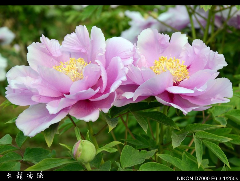 dsc_8780_conew1.jpg