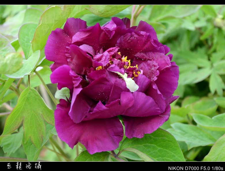 dsc_8799_conew1.jpg
