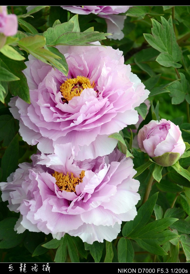 dsc_8803_conew1.jpg