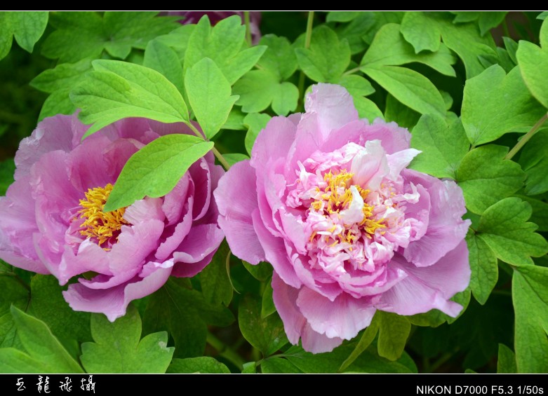 dsc_8880_conew1.jpg