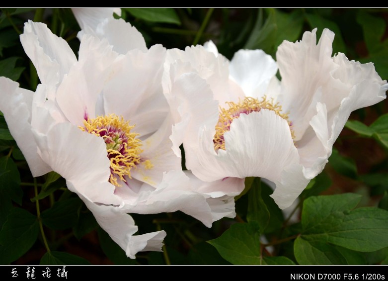 dsc_9033_conew1.jpg