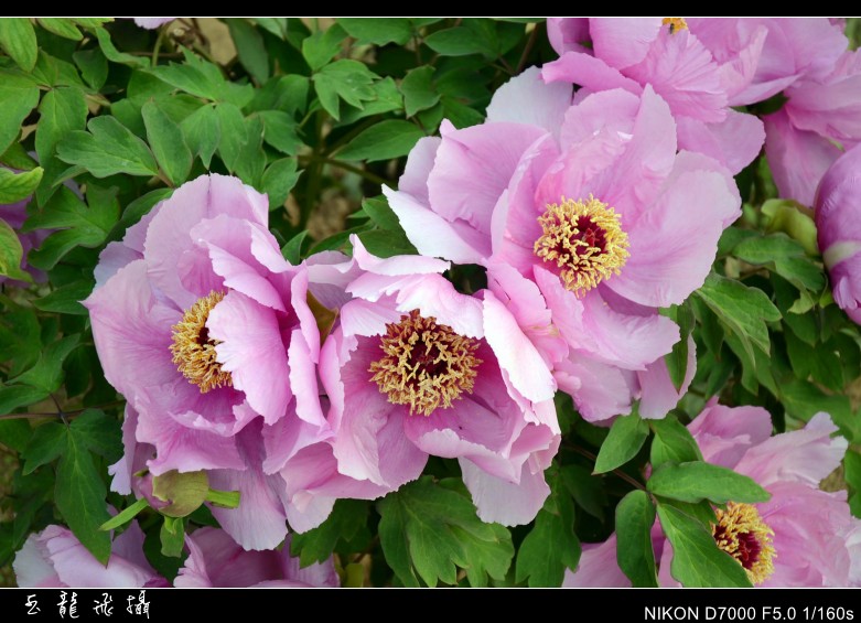dsc_9041_conew1.jpg