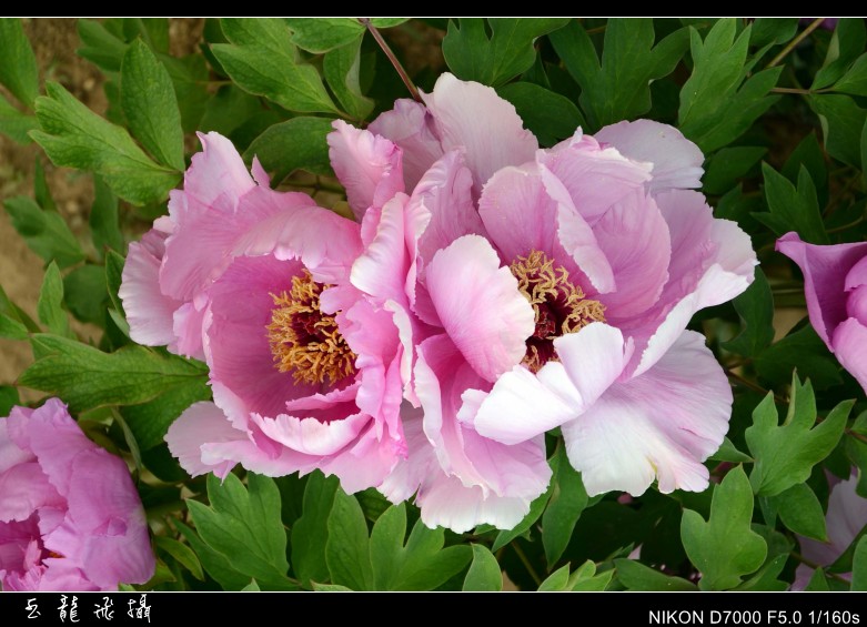 dsc_9044_conew1.jpg