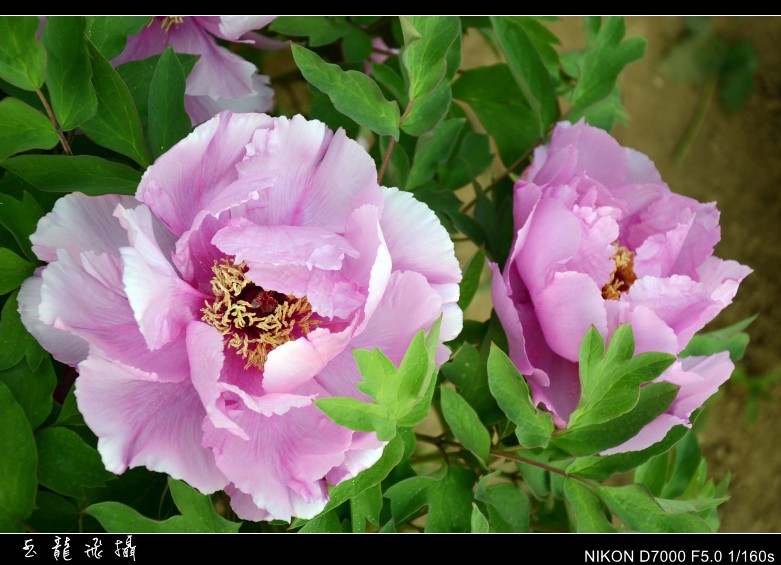 dsc_9045_conew1.jpg