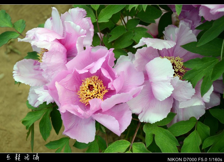 dsc_9046_conew1.jpg