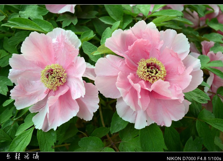 dsc_9060_conew1.jpg
