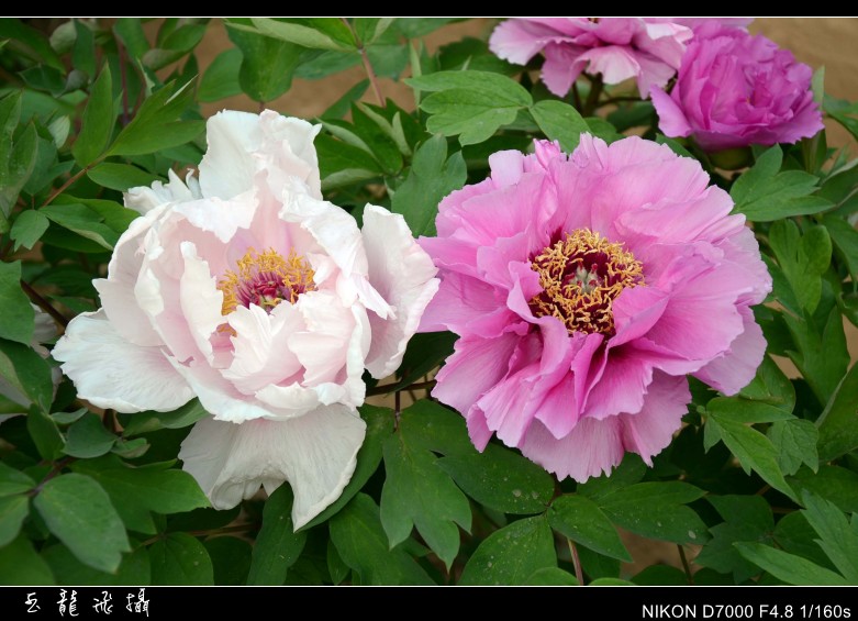 dsc_9098_conew1.jpg