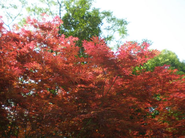 p4220073.jpg