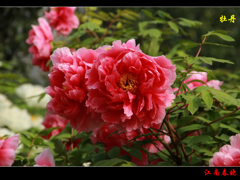 neo_img_img_4620.jpg