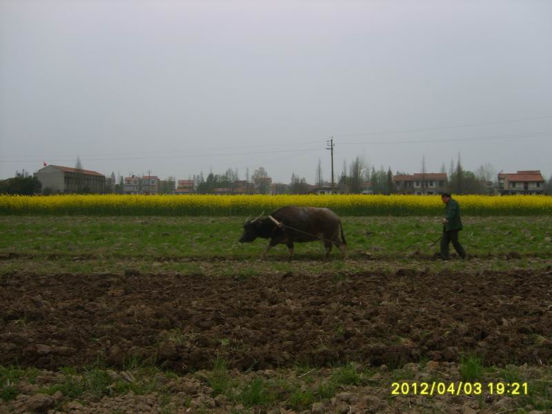 s5007278.jpg2.jpg