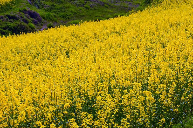 dsc07588.jpg