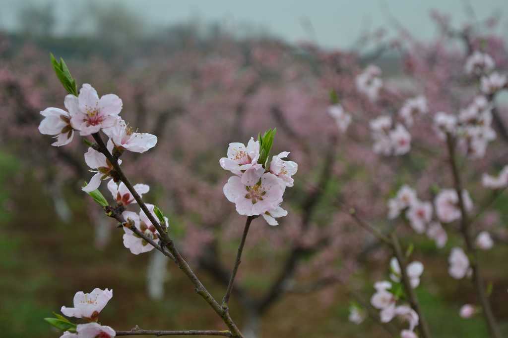 dsc_5264.jpg