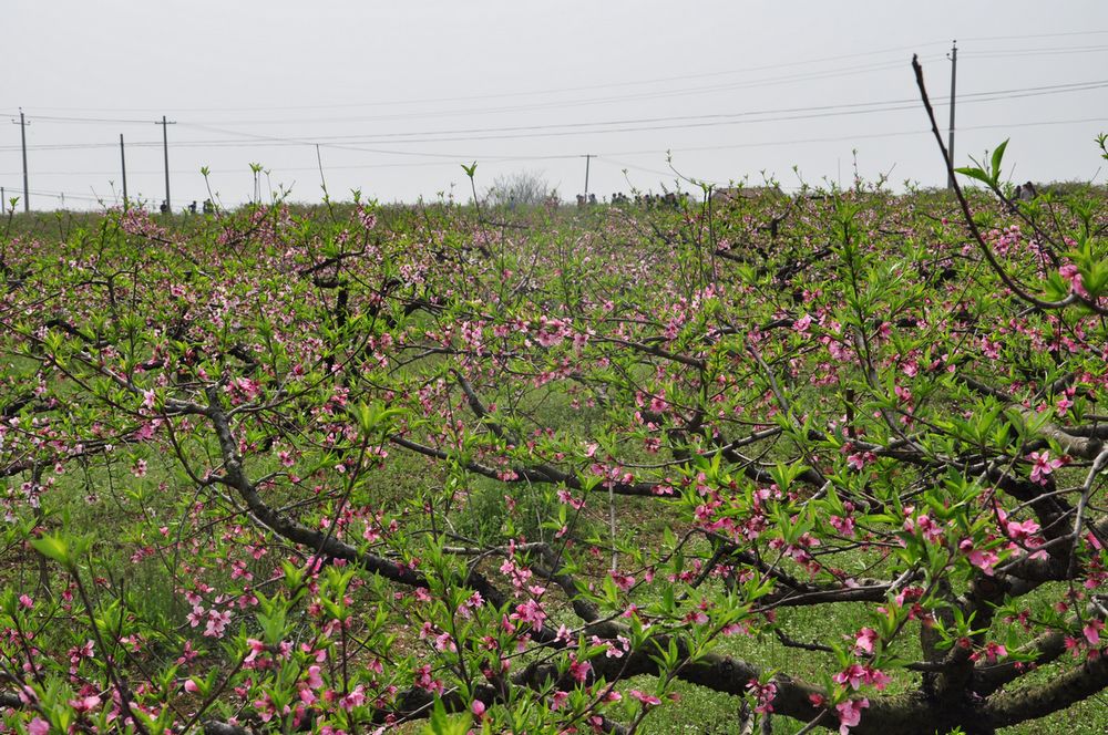 dsc_0006.jpg