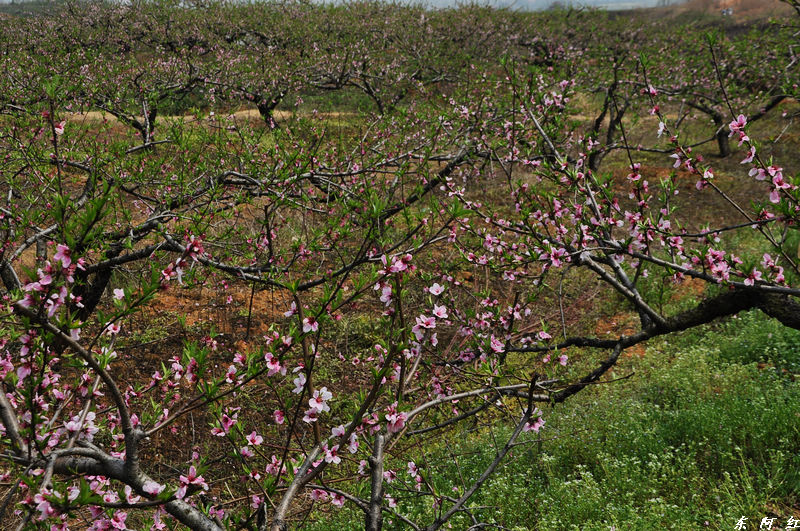 dsc_0055.jpg