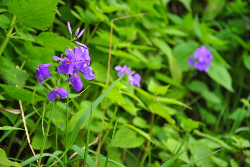 dsc_0099.jpg