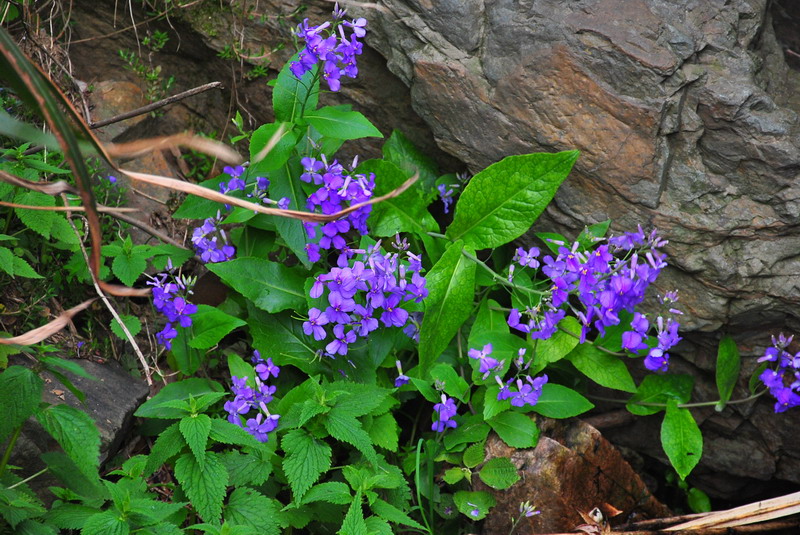 dsc_0105.jpg