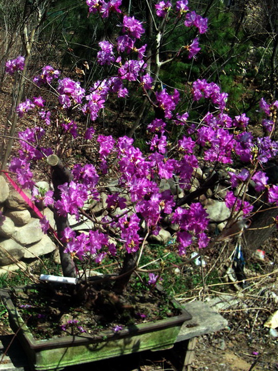 dscf0123.jpg