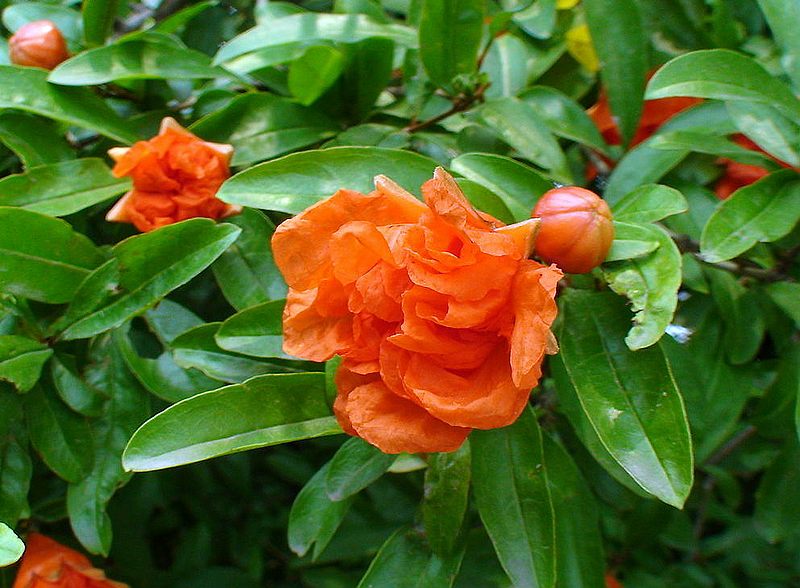 dsc09342.jpg