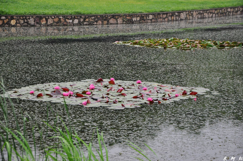 dsc_0011.jpg