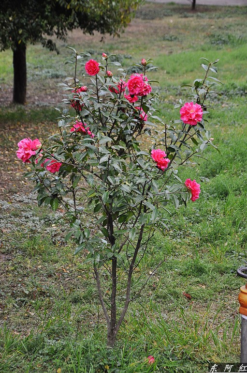 dsc_0324.jpg
