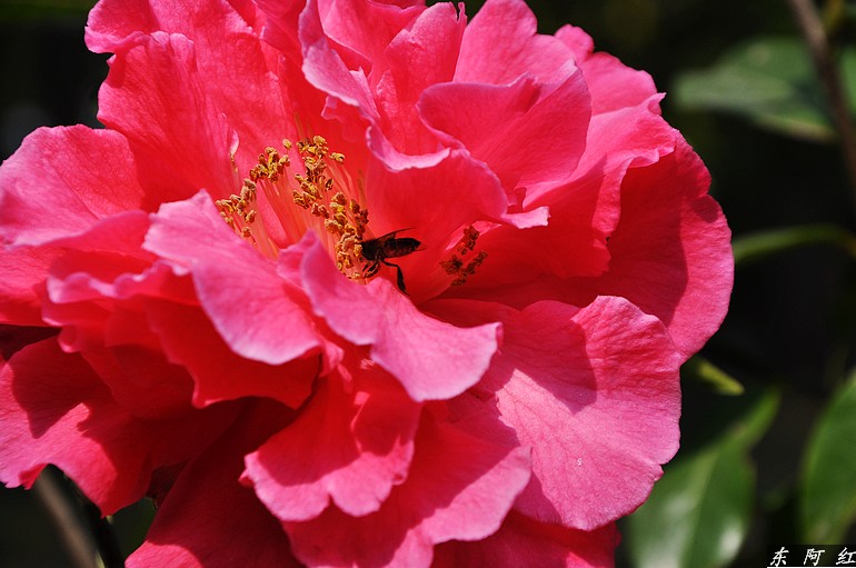 dsc_0298.jpg