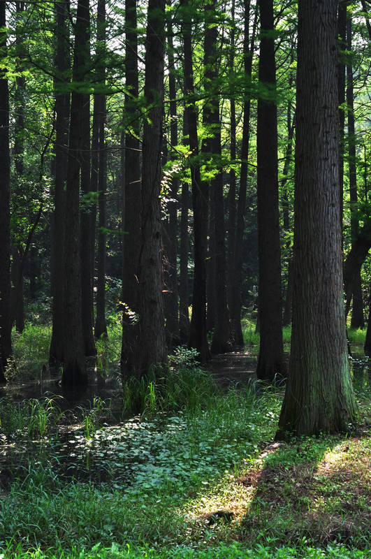 dsc_0569a.jpg