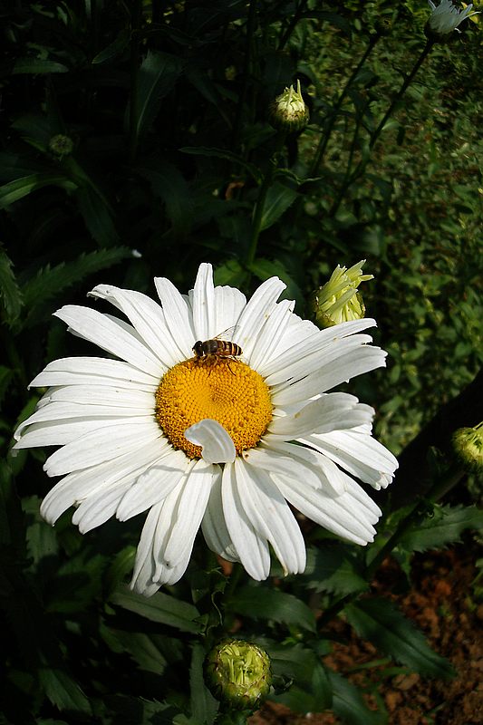 dsc00129.jpg